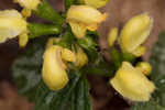 Yellow archangel